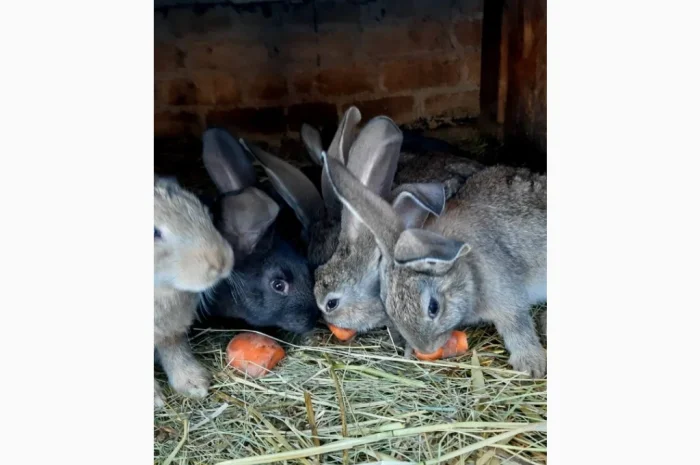 Пропонується продаж кроленят Фландерів- фото № 1