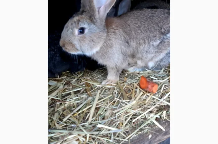 Пропонується продаж кроленят Фландерів- фото № 2