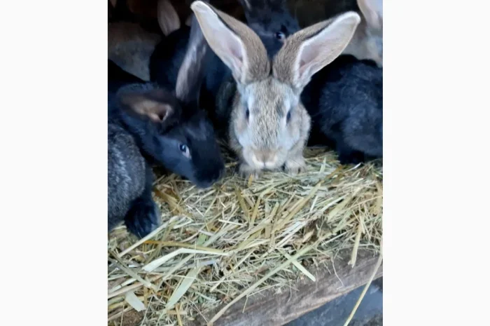 Пропонується продаж кроленят Фландерів- фото № 3