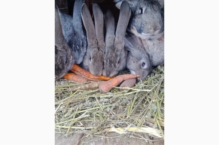 Кролики породи Бельгійці та Фландри- фото № 1