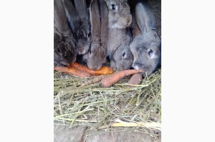 Кролики породи Бельгійці та Фландри- фото № 2