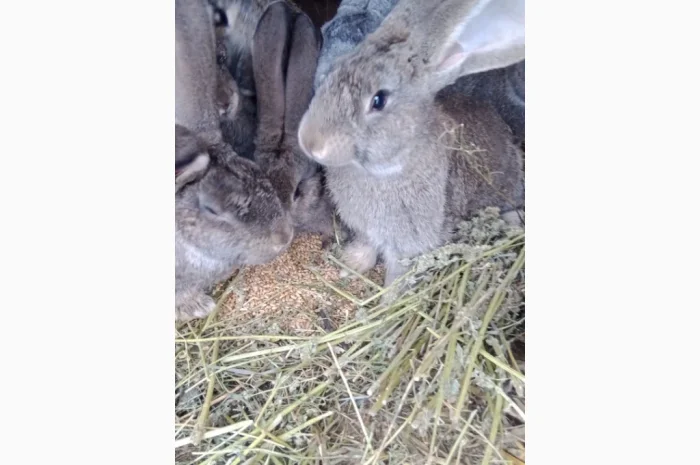 Кролики породи Бельгійці та Фландри- фото № 5