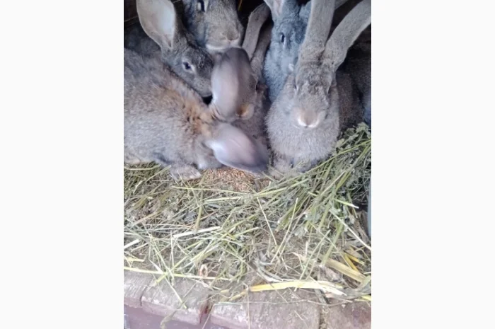 Кролики породи Бельгійці та Фландри- фото № 6