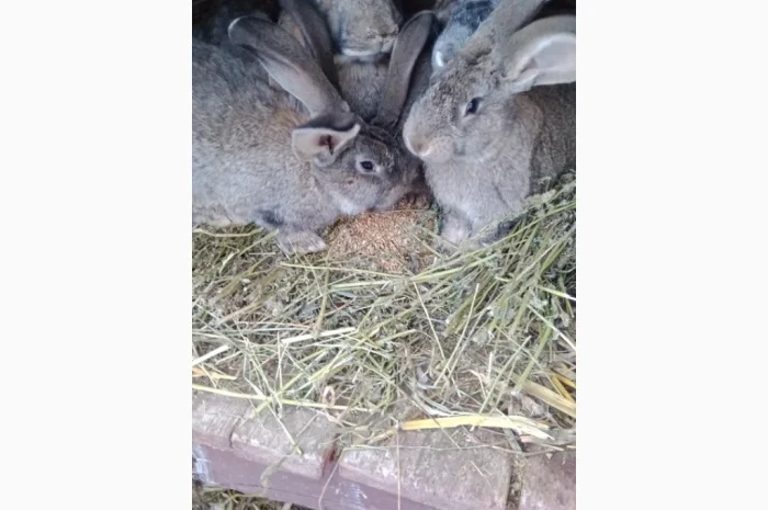 Кролики породи Бельгійці та Фландри- фото № 7