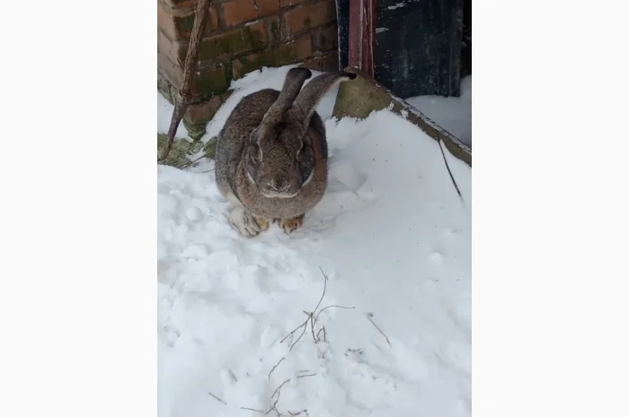 Кролики породи Бельгійці та Фландри- фото № 9