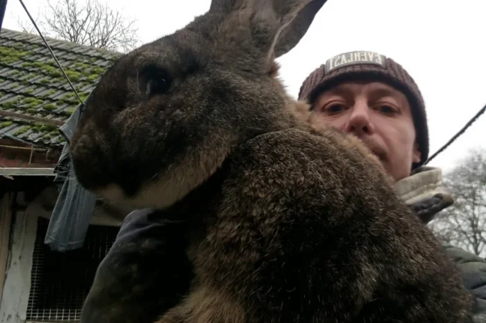 Кролики породи Бельгійці та Фландри- фото № 10