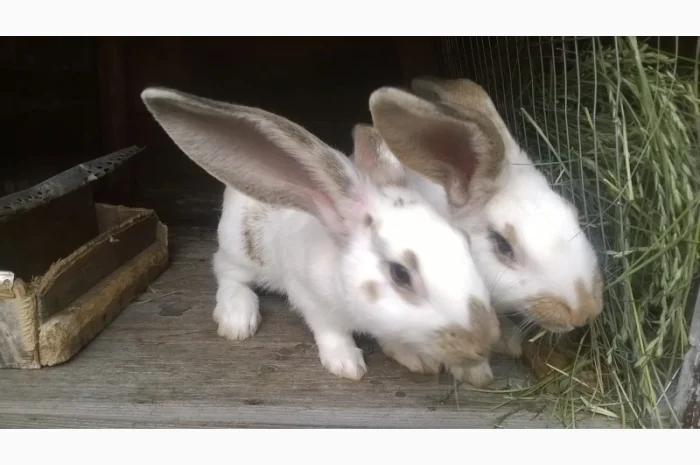 Продаються кролики м'ясних порід- фото № 2