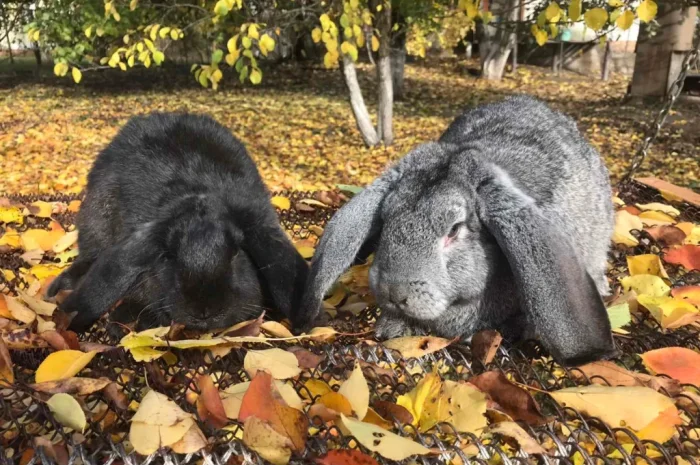 Продаются кролики крупной породы- фото № 1