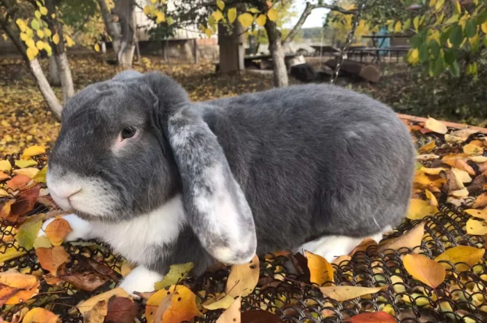 Продаются кролики крупной породы- фото № 2