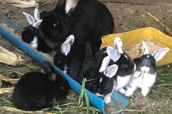 Продаются кролики крупной породы- фото № 5