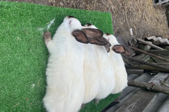 Кролики різних порід у продажу- фото № 3