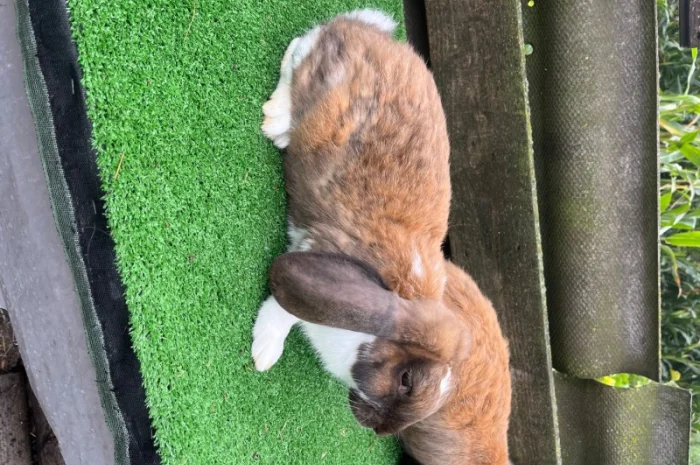 Кролики різних порід у продажу- фото № 8