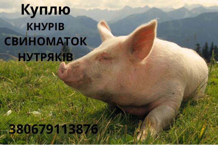 Куплю кнурів- фото № 1