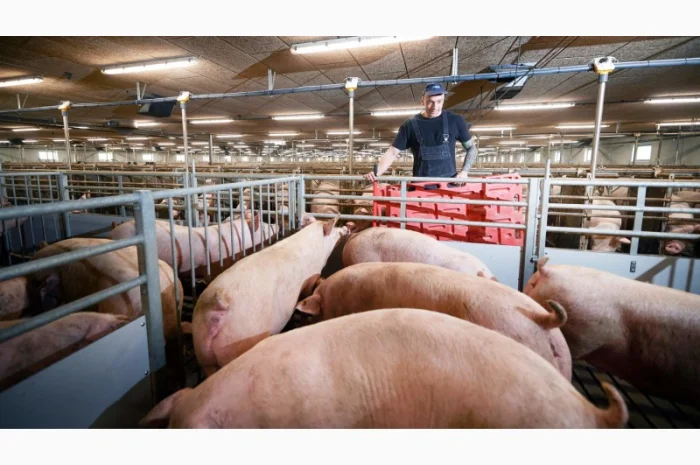 Покупаю свиней ДОРОГО! Харьковская- фото № 1