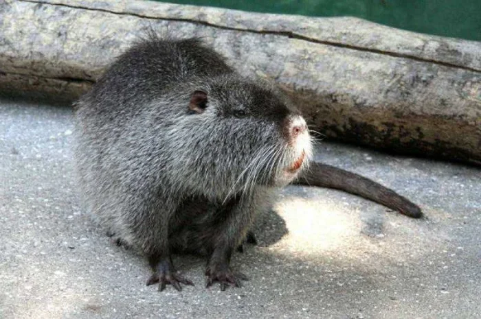 Продам нутрії- фото № 1