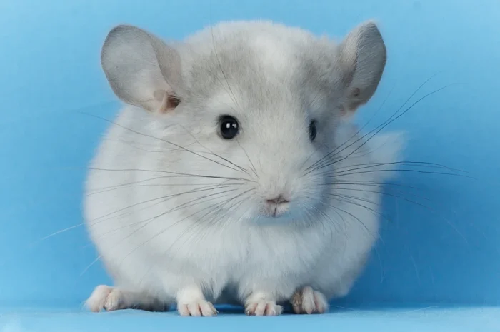 Пропонується маленький шиншилла - білий фіолетовий- фото № 1