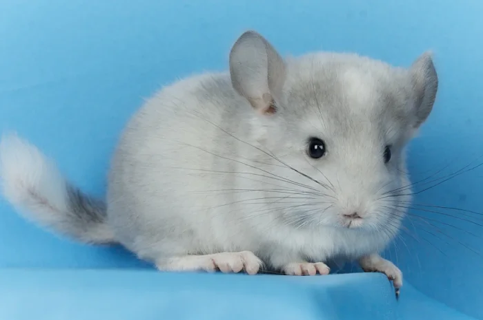 Пропонується маленький шиншилла - білий фіолетовий- фото № 2