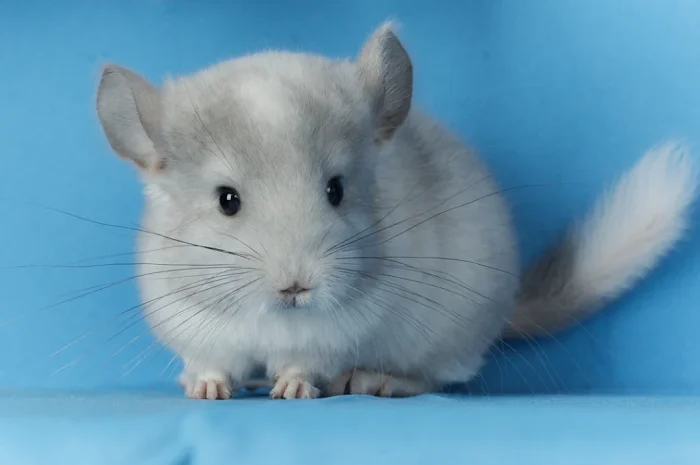 Пропонується маленький шиншилла - білий фіолетовий- фото № 3