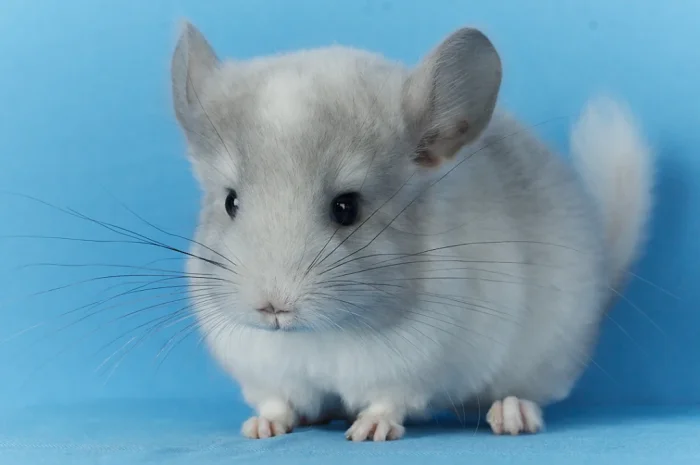 Пропонується маленький шиншилла - білий фіолетовий- фото № 4