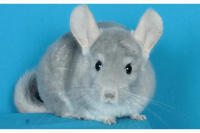 Пухнасті шиншили від заводчика- фото № 1