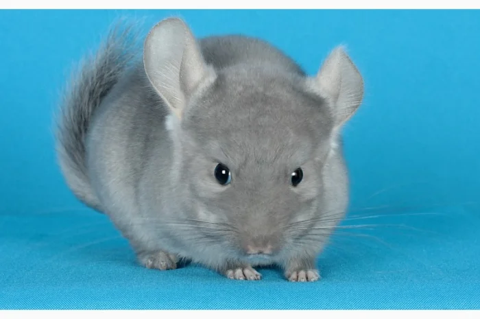 Пухнасті шиншили від заводчика- фото № 2