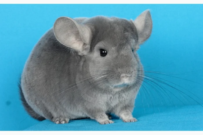 Пухнасті шиншили від заводчика- фото № 3