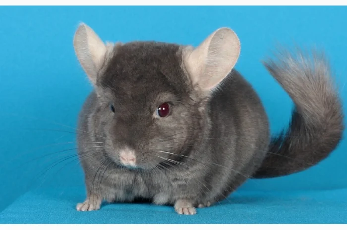 Пухнасті шиншили від заводчика- фото № 4