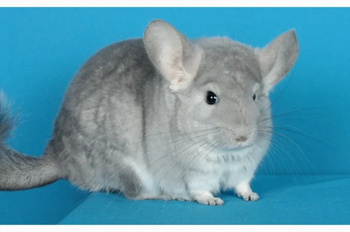 Пухнасті шиншили від заводчика- фото № 5