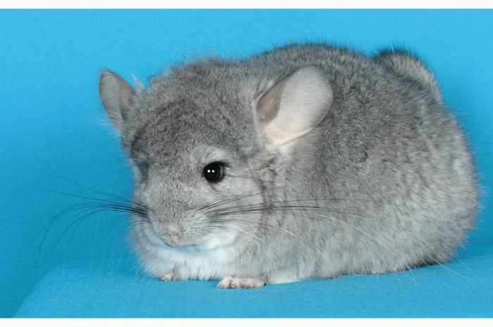 Пухнасті шиншили від заводчика- фото № 6