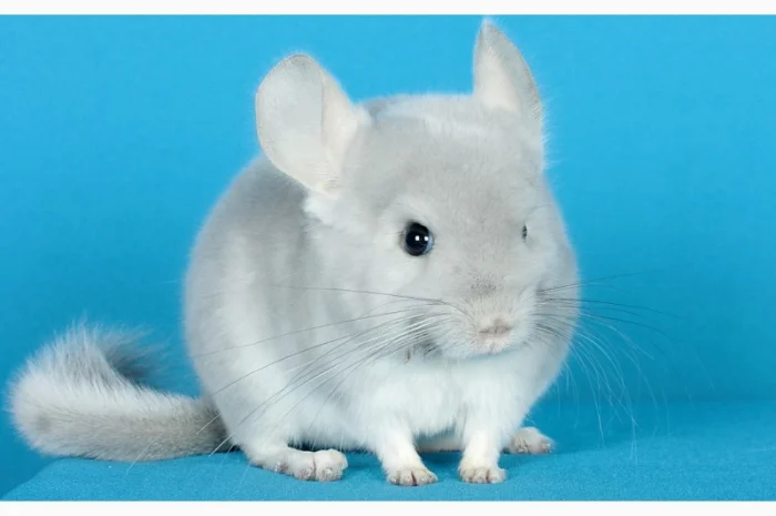 Пухнасті шиншили від заводчика- фото № 7