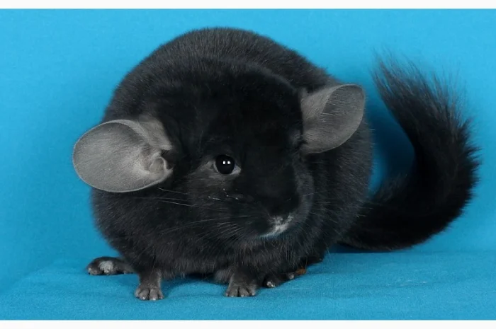 Пухнасті шиншили від заводчика- фото № 8