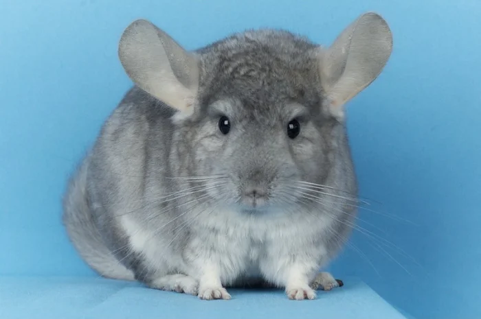 Пропонуються різнокольорові шиншили з Миколаївського розплідника- фото № 9