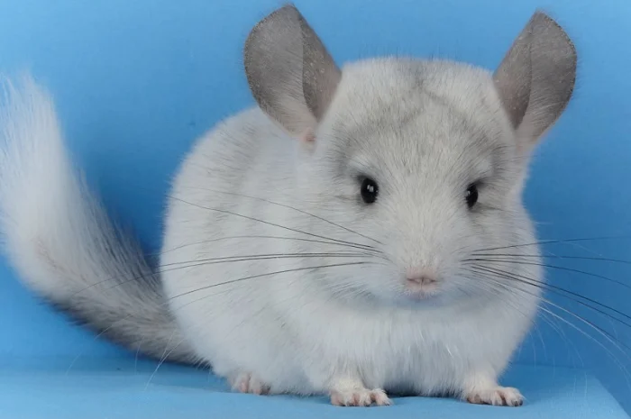 Пропонуються різнокольорові шиншили з Миколаївського розплідника- фото № 11