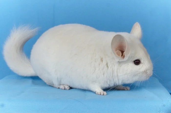 Пропонуються різнокольорові шиншили з Миколаївського розплідника- фото № 12