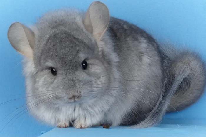 Пропонуються різнокольорові шиншили з Миколаївського розплідника- фото № 13