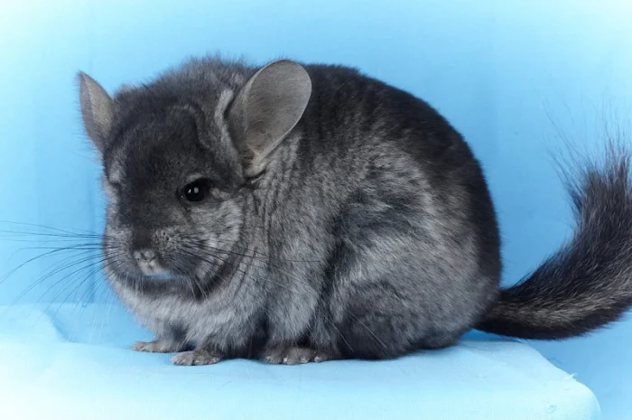 Пропонуються різнокольорові шиншили з Миколаївського розплідника- фото № 14