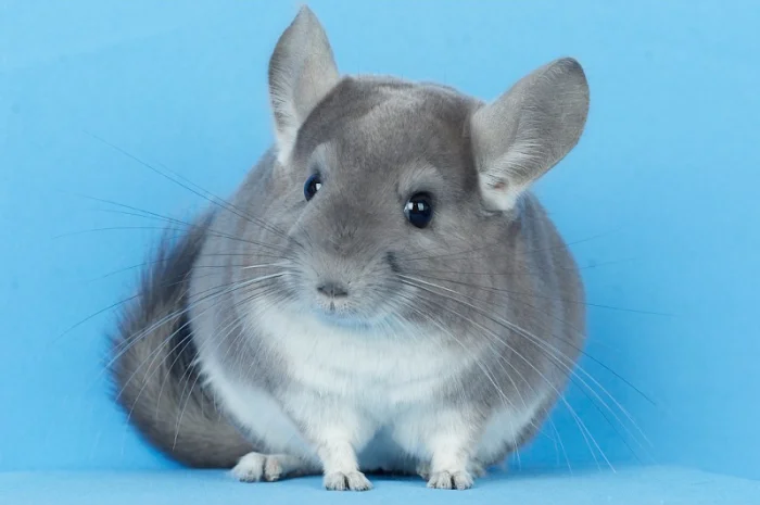 Пропонуються різнокольорові шиншили з Миколаївського розплідника- фото № 15