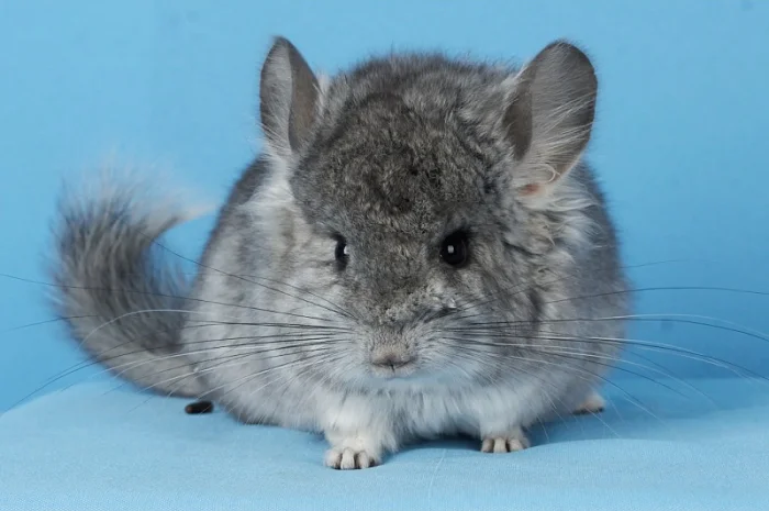 Пропонуються різнокольорові шиншили з Миколаївського розплідника- фото № 1