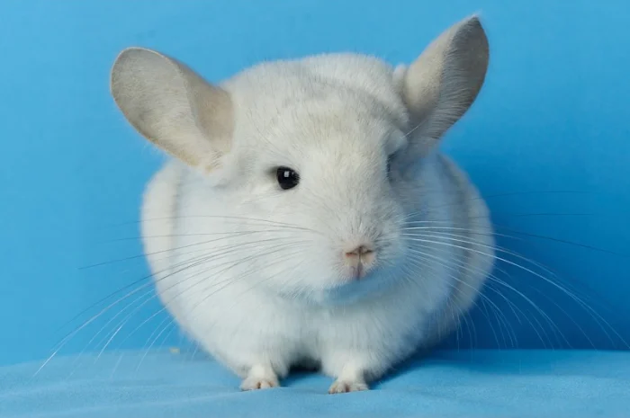 Пропонуються різнокольорові шиншили з Миколаївського розплідника- фото № 2