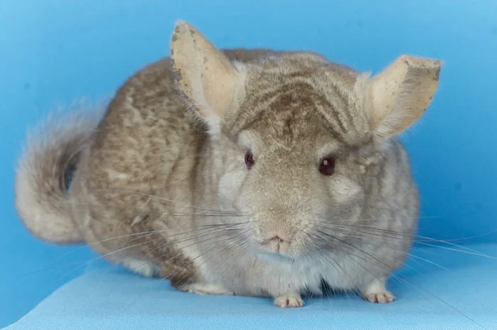 Пропонуються різнокольорові шиншили з Миколаївського розплідника- фото № 3