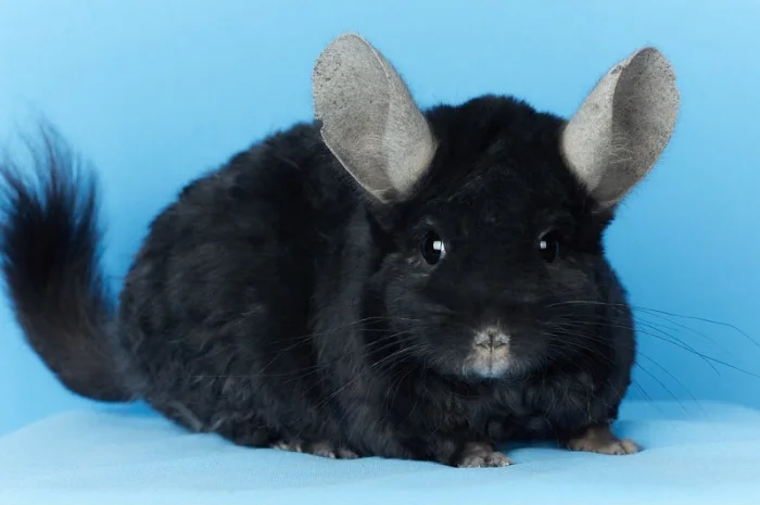 Пропонуються різнокольорові шиншили з Миколаївського розплідника- фото № 4