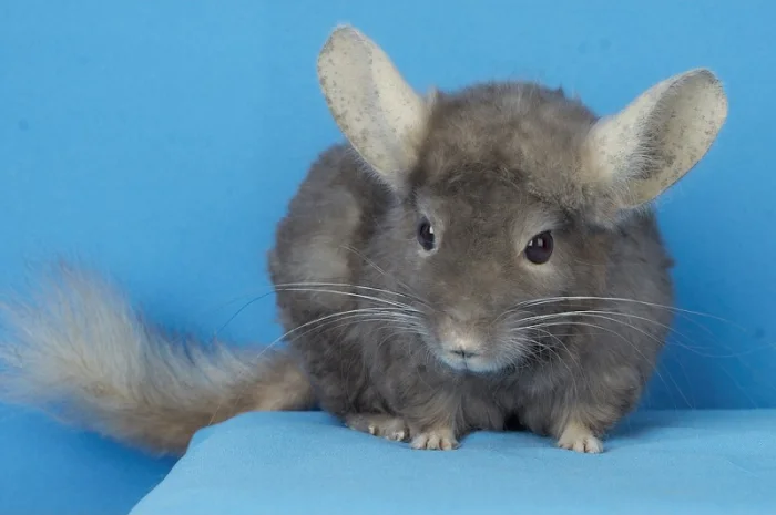 Пропонуються різнокольорові шиншили з Миколаївського розплідника- фото № 5