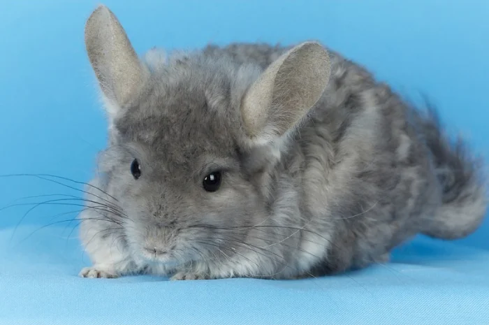 Пропонуються різнокольорові шиншили з Миколаївського розплідника- фото № 6