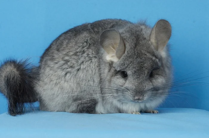 Пропонуються різнокольорові шиншили з Миколаївського розплідника- фото № 7