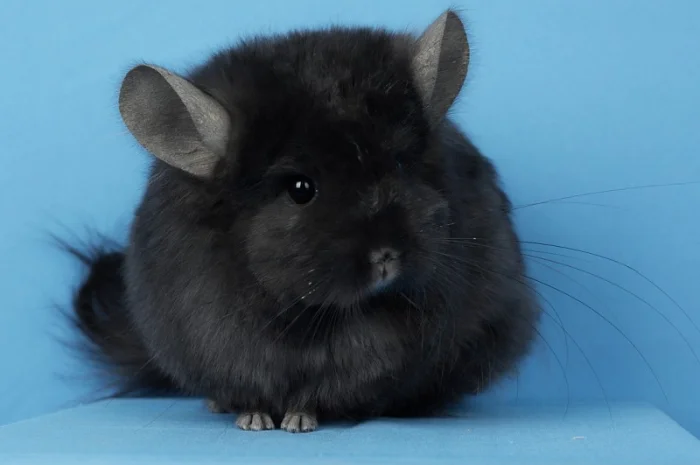 Пропонуються різнокольорові шиншили з Миколаївського розплідника- фото № 8