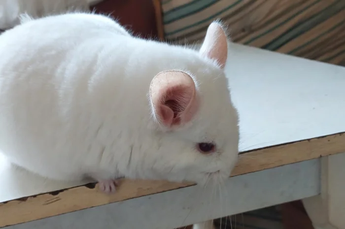 Пропонується шиншила, грызунчик білого кольору- фото № 1