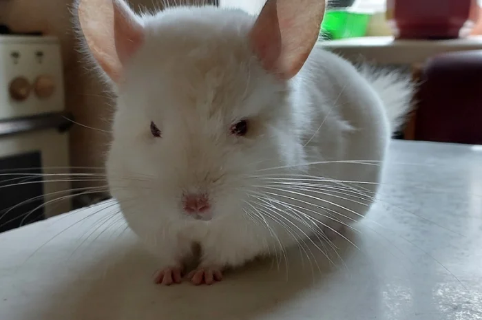 Пропонується шиншила, грызунчик білого кольору- фото № 2