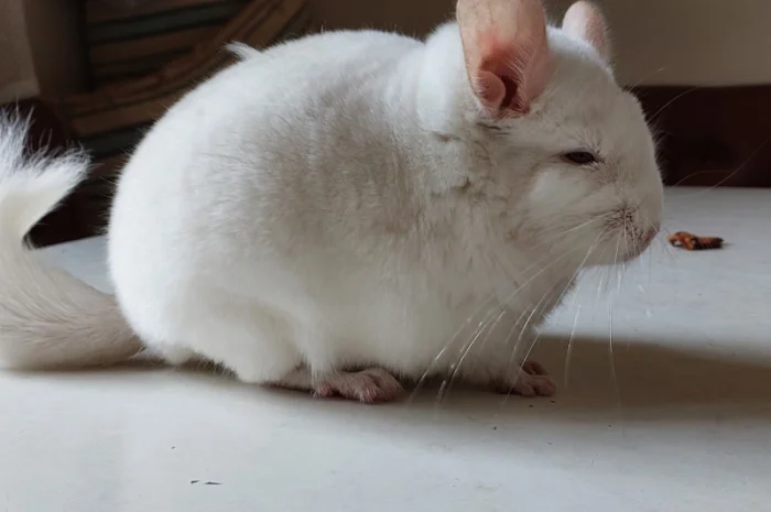 Пропонується шиншила, грызунчик білого кольору- фото № 3