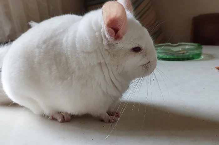 Пропонується шиншила, грызунчик білого кольору- фото № 4