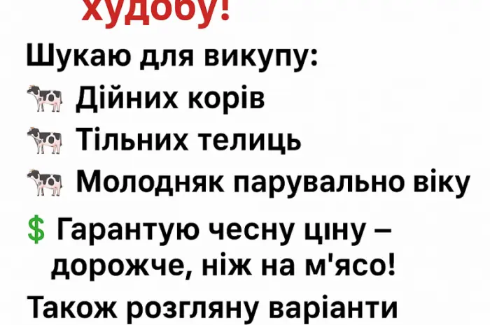 Закупка КРС дорого- фото № 1